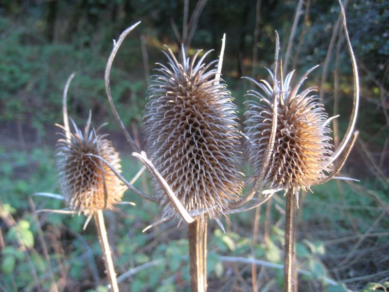 Teasel