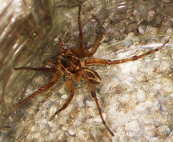 California Wolf Spider