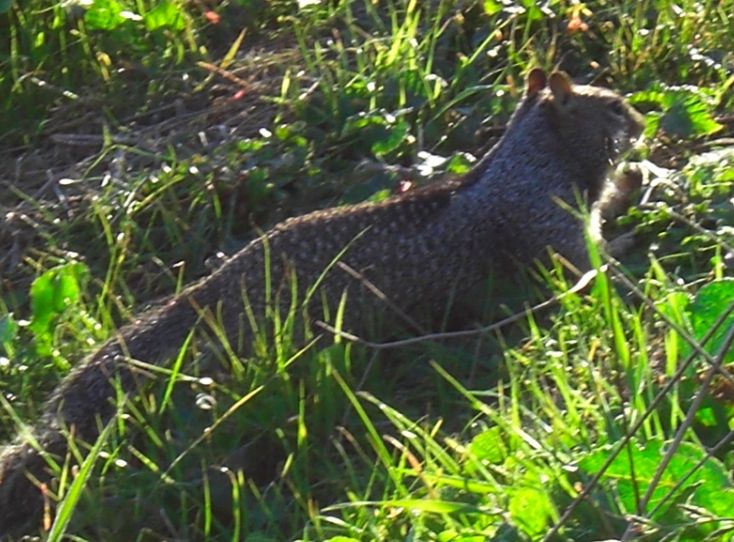 California Ground Squirrel