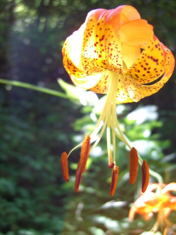 North American Tiger Lily