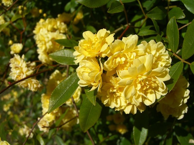 Banksiae Rose