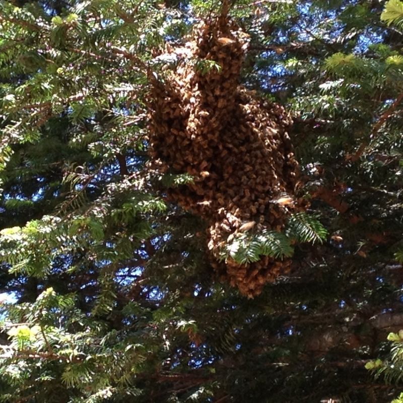 Swarming Honey Bees