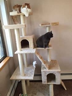 Cat Trees